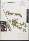 Foto von Salix purpurea L.